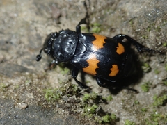 Nicrophorus vespilloides