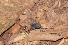 Leptobrachium smithi