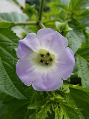 Nicandra physalodes