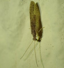 Micromus subanticus