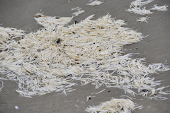 Syringodium filiforme