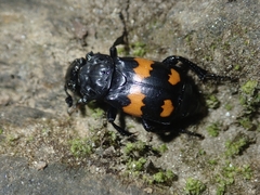 Nicrophorus vespilloides