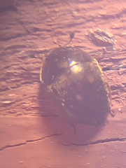 Amphicrossus ciliatus