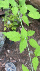 Rubus leucodermis