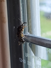 Pennisetia marginatum