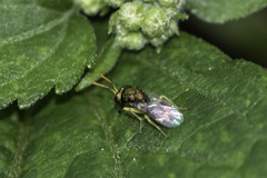 Pteromalidae