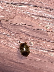 Amphicrossus ciliatus