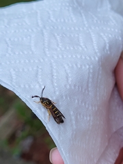 Pennisetia marginatum