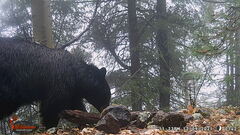 Ursus americanus machetes