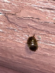 Amphicrossus ciliatus