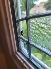 Pennisetia marginatum