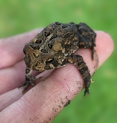 Anaxyrus americanus
