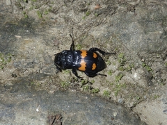 Nicrophorus vespilloides