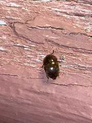 Amphicrossus ciliatus