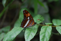 Adelpha felderi