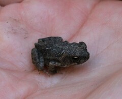 Incilius occidentalis