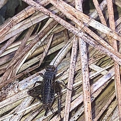 Neonemobius variegatus