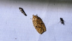Agonopterix pulvipennella