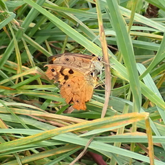 Heteronympha penelope
