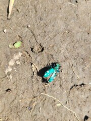 Cicindela sexguttata