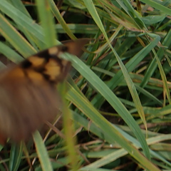 Heteronympha penelope
