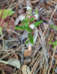 Myrtoideae