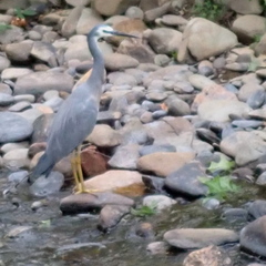 Egretta novaehollandiae