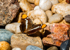 Adelpha californica