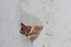 Endotricha olivacealis