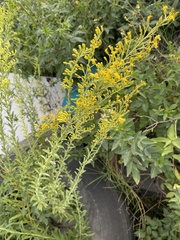 Solidago leavenworthii