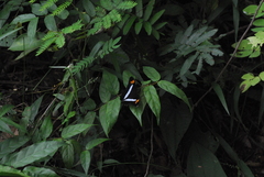 Adelpha felderi