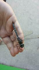 Aeshna tuberculifera