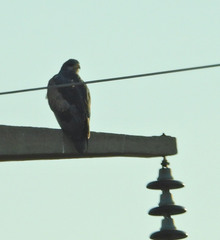 Geranoaetus melanoleucus