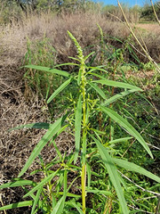 Amaranthus fimbriatus