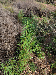 Amaranthus fimbriatus