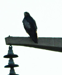 Geranoaetus melanoleucus