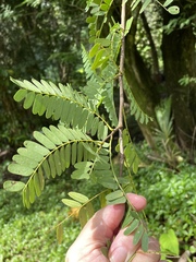 Tamarindus indica