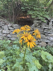 Rudbeckia fulgida