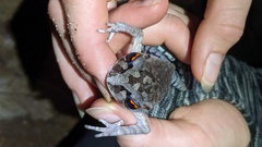 Leptobrachium smithi