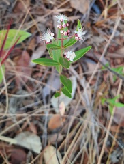 Myrtoideae