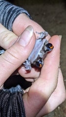 Leptobrachium smithi