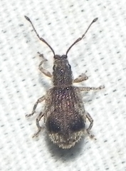 Pseudoedophrys hilleri