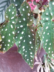 Begonia maculata