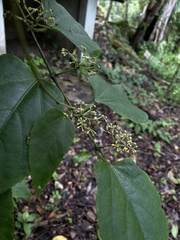 Cissus verticillata