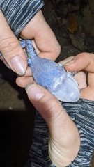 Leptobrachium smithi