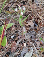 Myrtoideae
