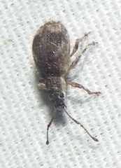 Pseudoedophrys hilleri