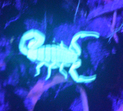 Centruroides vittatus