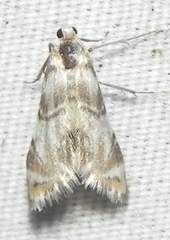 Eoparargyractis plevie