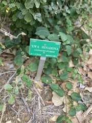 Achyranthes splendens